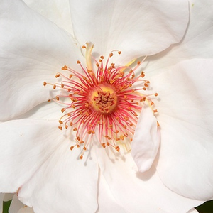 Онлайн магазин за рози - Бял - Рози Флорибунда - интензивен аромат - Pоза Харвана - Харкнес - -